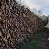 Logging Road near Greenwood Creek 2001