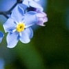 Forget-me-not