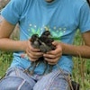 Baby Chicks