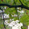 Tree Swing