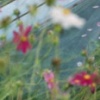 Between the Flowers