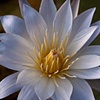 Kwando River, Namibia: Water Lily