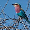 Botswana: Lilac Breasted Roller