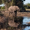 Chobe, Botswana:   Elephant Reflected
