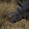 Hwange: Rare White Rhino