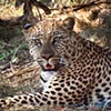 Satisfied Leopard
