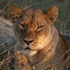 Hwange: Lioness Waiting for Nightfall