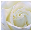 Perfect Rose