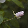 Rose of Morocco