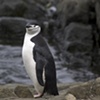 Chinstrap Penguins: Antarctica