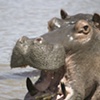 Smiling Hippo: Tanzania