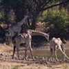 Okavango Delta, Botswana:   At the Watering Hole