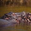 Botswana: Pod of Hippos