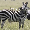 Zebra with riders: Serengeti
