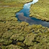 Okavango Delta in Bloom