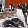 Gentoo Penguin Daycare: Antarctica