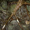 Guatemala: Roots of the Maya