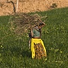 Gathering Firewood: India