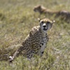 Cheetahs on the Serengeti