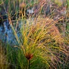 Caprivi, Namibia:  Papyrus