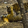 Bengal Tigers: India