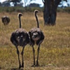 Hwange, Zimbabwe: Girl Friends