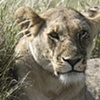 Lioness of the Serengeti