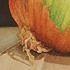 Onion