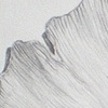 Ginkgo Leaf