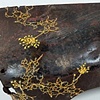 Fungus