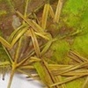 Leaf Mending