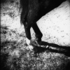 Horse Legs