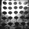 Lanterns