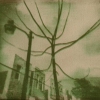 Tree in Green