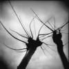 Antler Trees