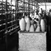 Wilde Wool