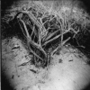 Bush
