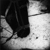 Horse Head