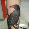 Crow