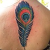 Peacock Feather