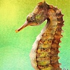 Seahorse