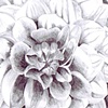 Flowers in Black & White