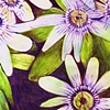 Passion Fruit