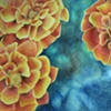 Marigolds