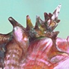 Conch