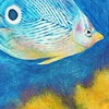 Butterfly Fish