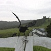 the Crow on the Fence