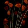 Chinese Lanterns