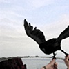 Hitchcock series