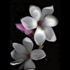 PInk Magnolias